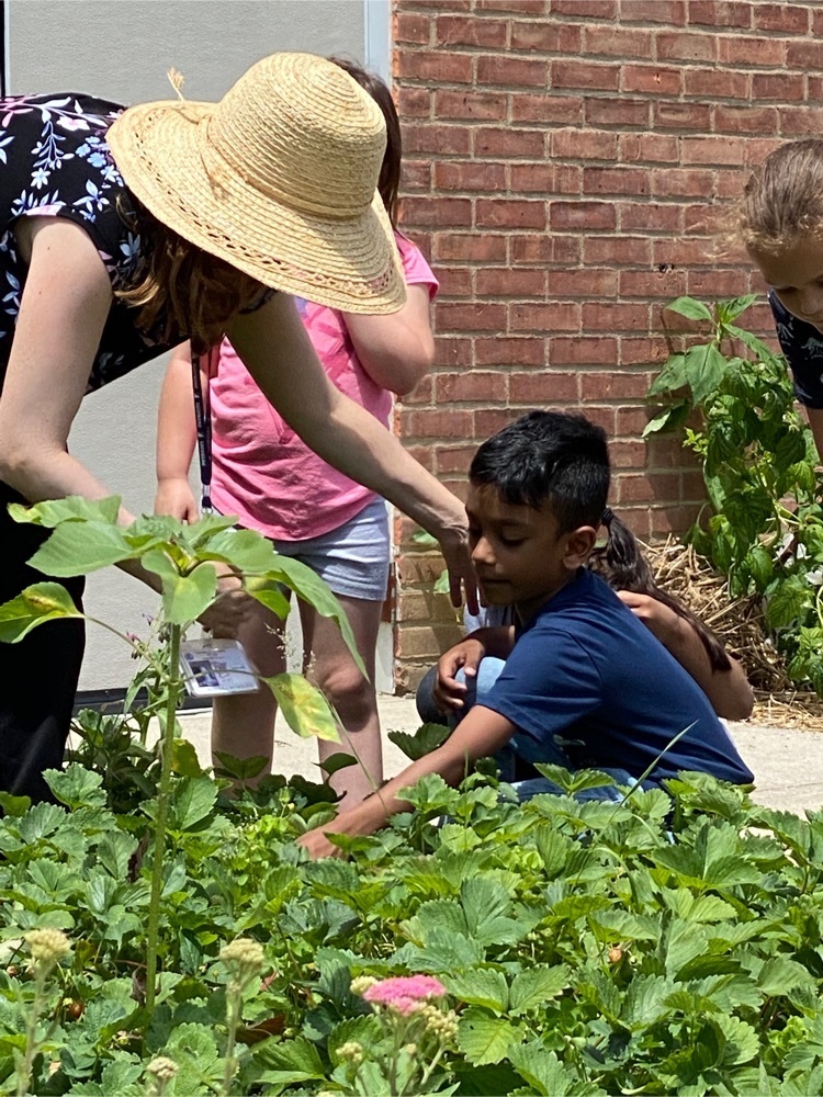 strawberry picking
